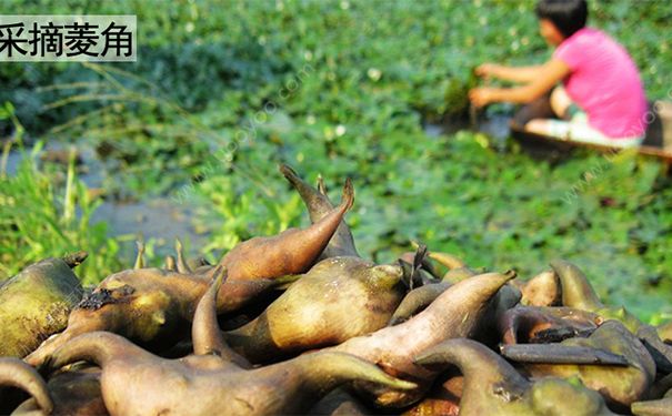 �����ʲô���ã���ǵĹ�Ч������